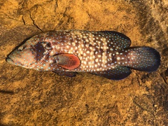 Cephalopholis cyanostigma