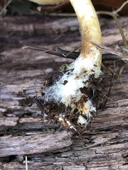 Leratiomyces squamosus