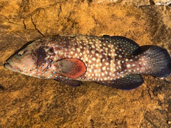 Cephalopholis cyanostigma