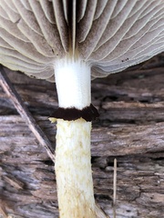 Leratiomyces squamosus