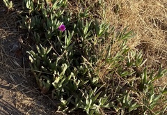 Carpobrotus chilensis