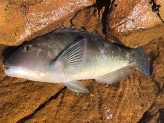 Choerodon cyanodus