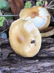 Leratiomyces squamosus