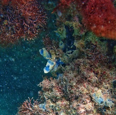 Haliclona caerulea