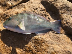 Choerodon cyanodus