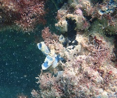 Haliclona caerulea