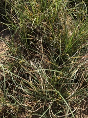 Carex pumila