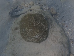 Pseudodiploria clivosa