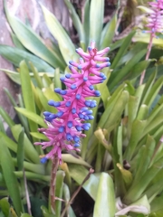 Aechmea gamosepala