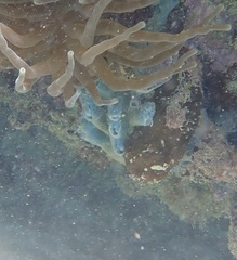 Haliclona caerulea