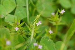 Sherardia arvensis