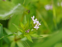 Sherardia arvensis