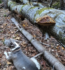 Ganoderma oregonense