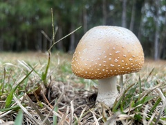 Amanita persicina