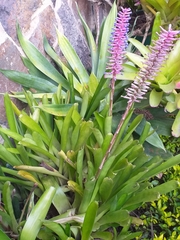 Aechmea gamosepala