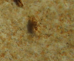Entomobrya nigrocincta