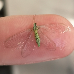 Pseudomallada subcostalis