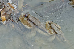 Periophthalmodon schlosseri