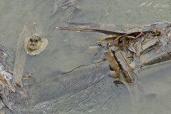 Periophthalmodon schlosseri