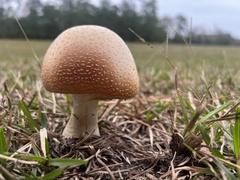 Amanita persicina