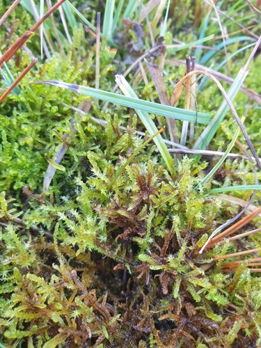 Image of Scorpidium cossonii by no rights reserved