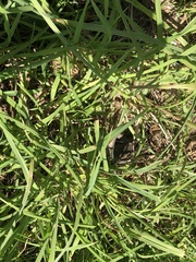 Tiliqua