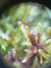 Scorpidium cossonii