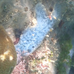Haliclona caerulea