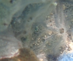 Clathria curacaoensis