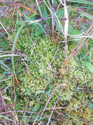 Image of Campylium stellatum by no rights reserved