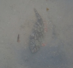 Sparisoma chrysopterum