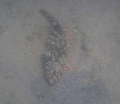 Sparisoma chrysopterum