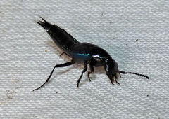 Philonthus caeruleipennis