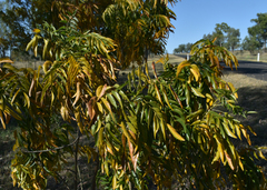 Bolusanthus speciosus