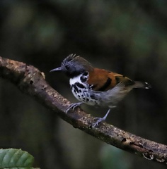 Hylophylax naevioides