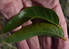Bolusanthus speciosus