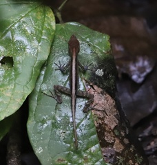 Anolis