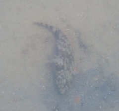 Sparisoma chrysopterum