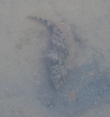 Sparisoma chrysopterum