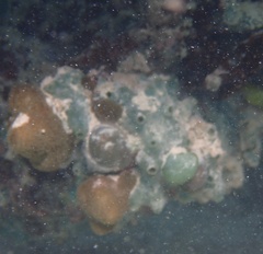Amphimedon viridis