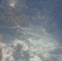 Caranx ruber