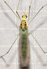 Nephrotoma virescens