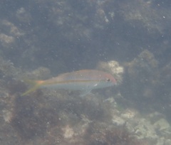 Mulloidichthys martinicus