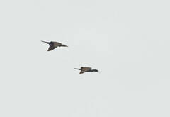 Phalacrocorax fuscicollis