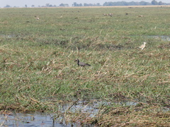 Vanellus crassirostris