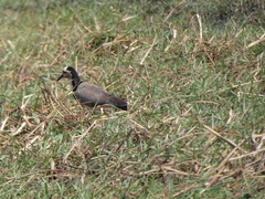Vanellus crassirostris