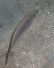 Caranx ruber