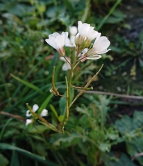 Diplotaxis erucoides