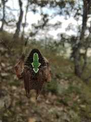 Eriophora ravilla