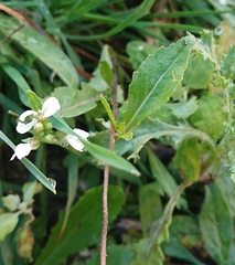 Diplotaxis erucoides